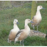 Champagne Fulvous Whistling Duck